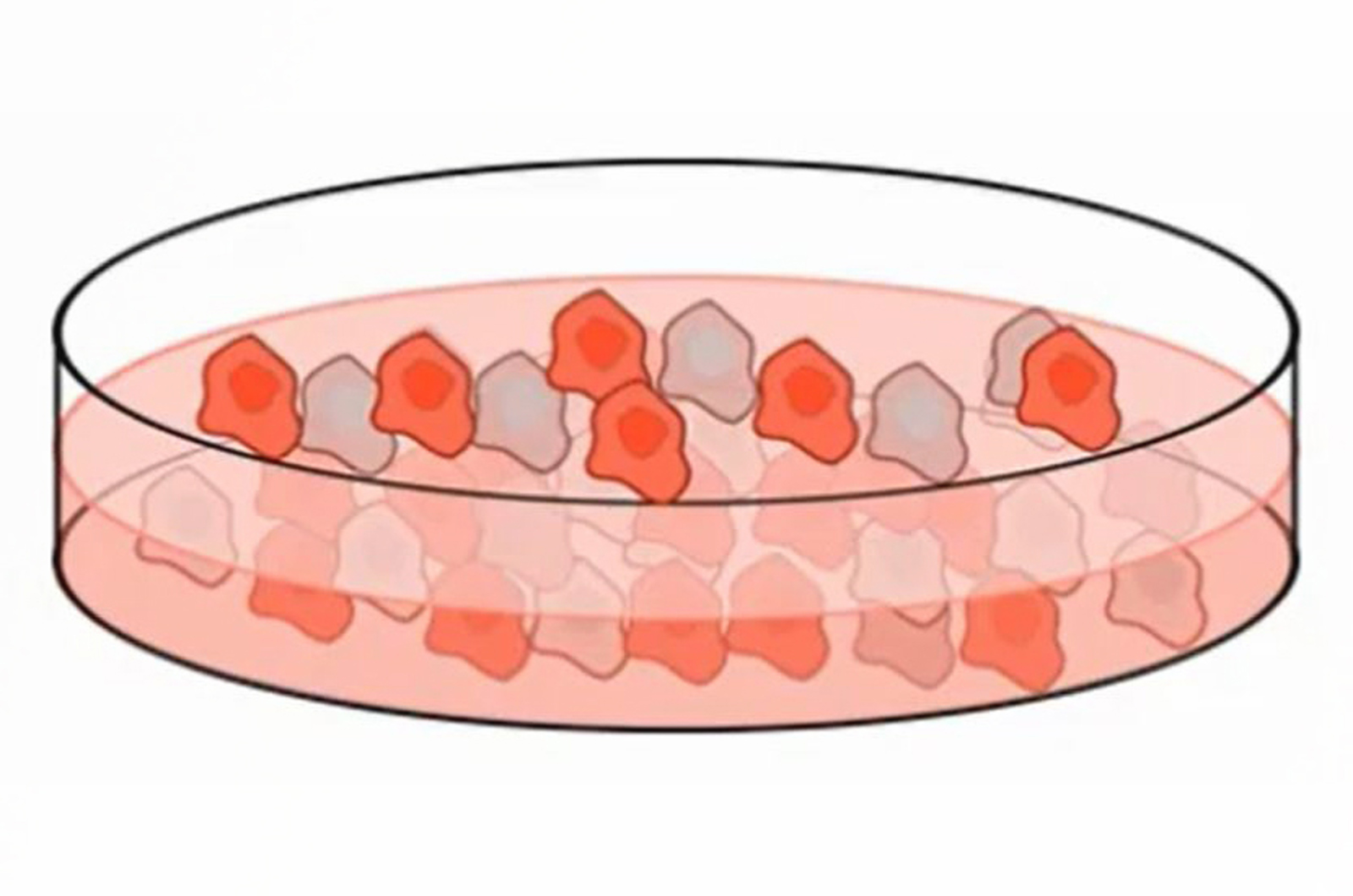 UV or MS, Derivatized or Not? Choosing & Optimizing Workflows for Amino Acid Analysis in Spent Media