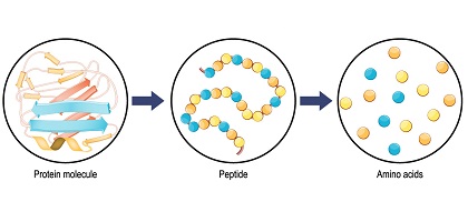 Biomolecules